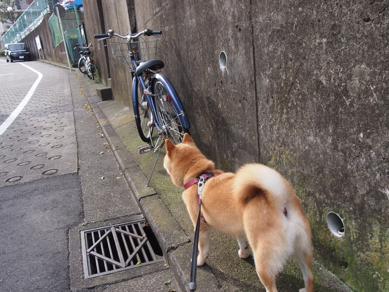 76人在恩比德带领下,场场“30+”表现无出其右,稳步迈向季后赛!