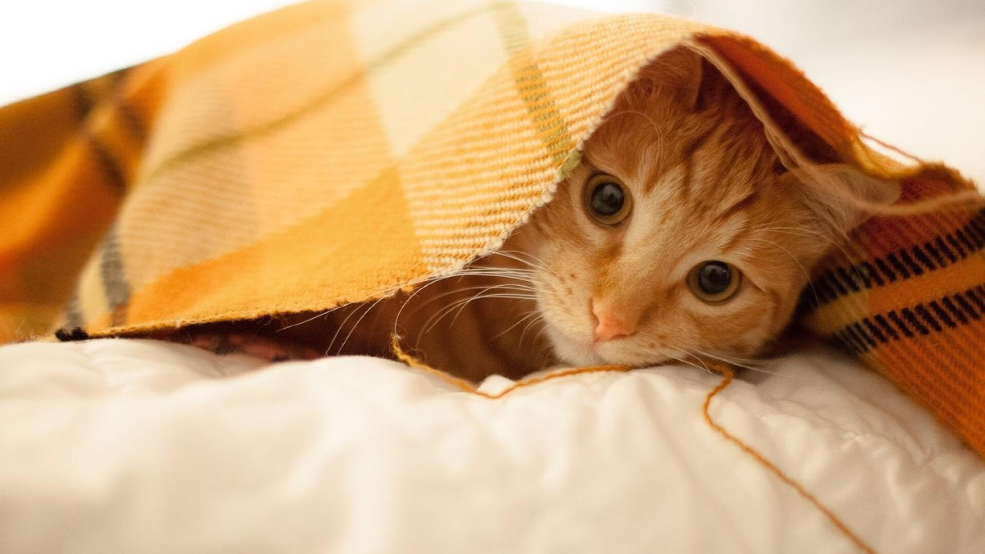 CS2 Vitality连胜不止 成为夺冠热门,csgo20连胜