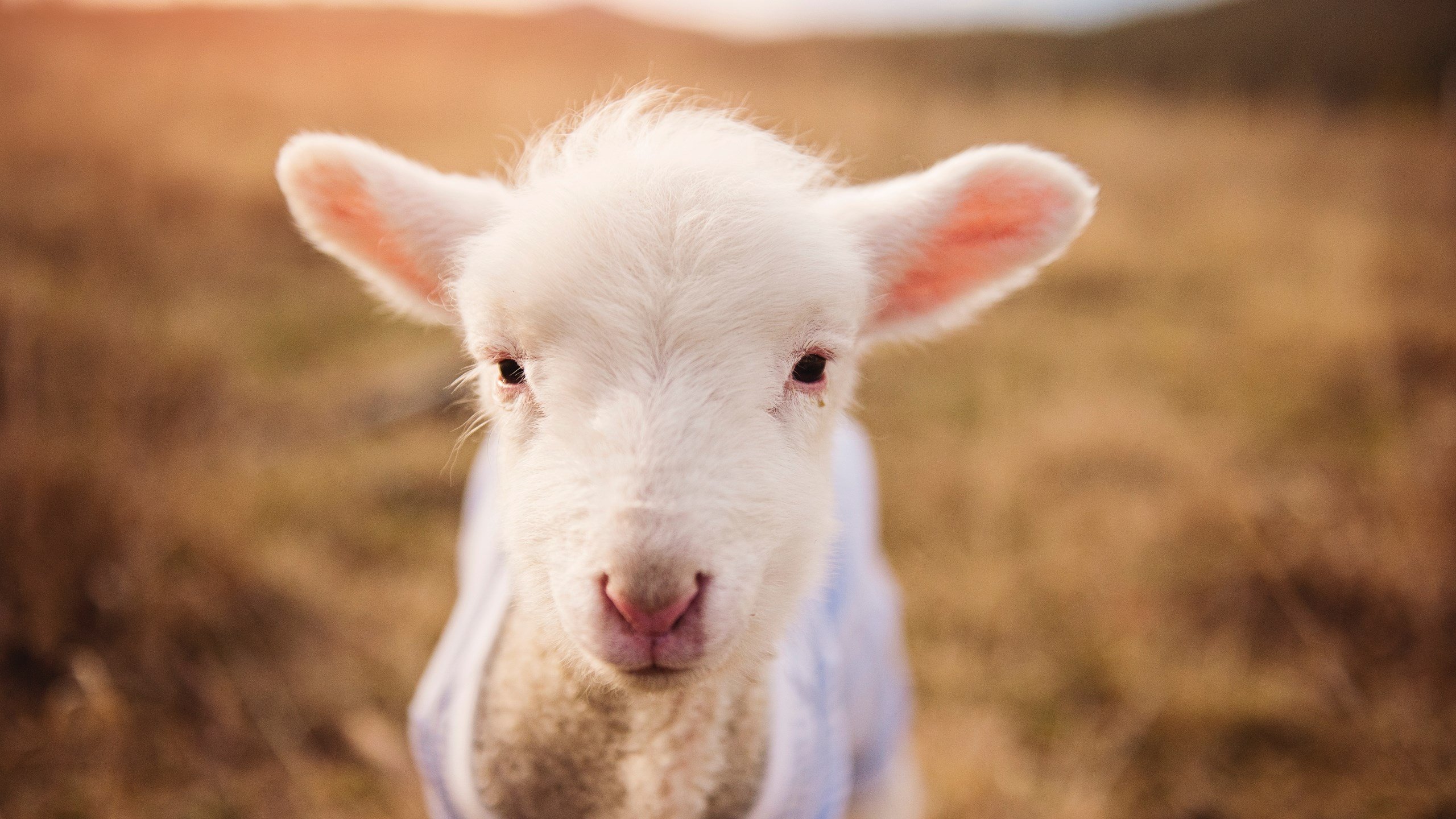 _业余足球联赛火热开赛，草根精神再现_，业余足球联赛比赛章程