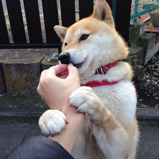 【投手变速球战术分析】大谷翔平如何以速度取胜?,大谷翔平球衣