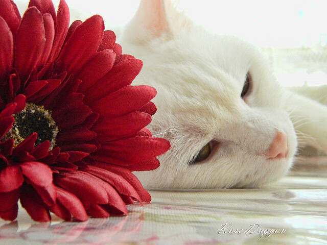 爱游戏体育平台-中超新赛季观众上座率稳步回升，中超联赛观众