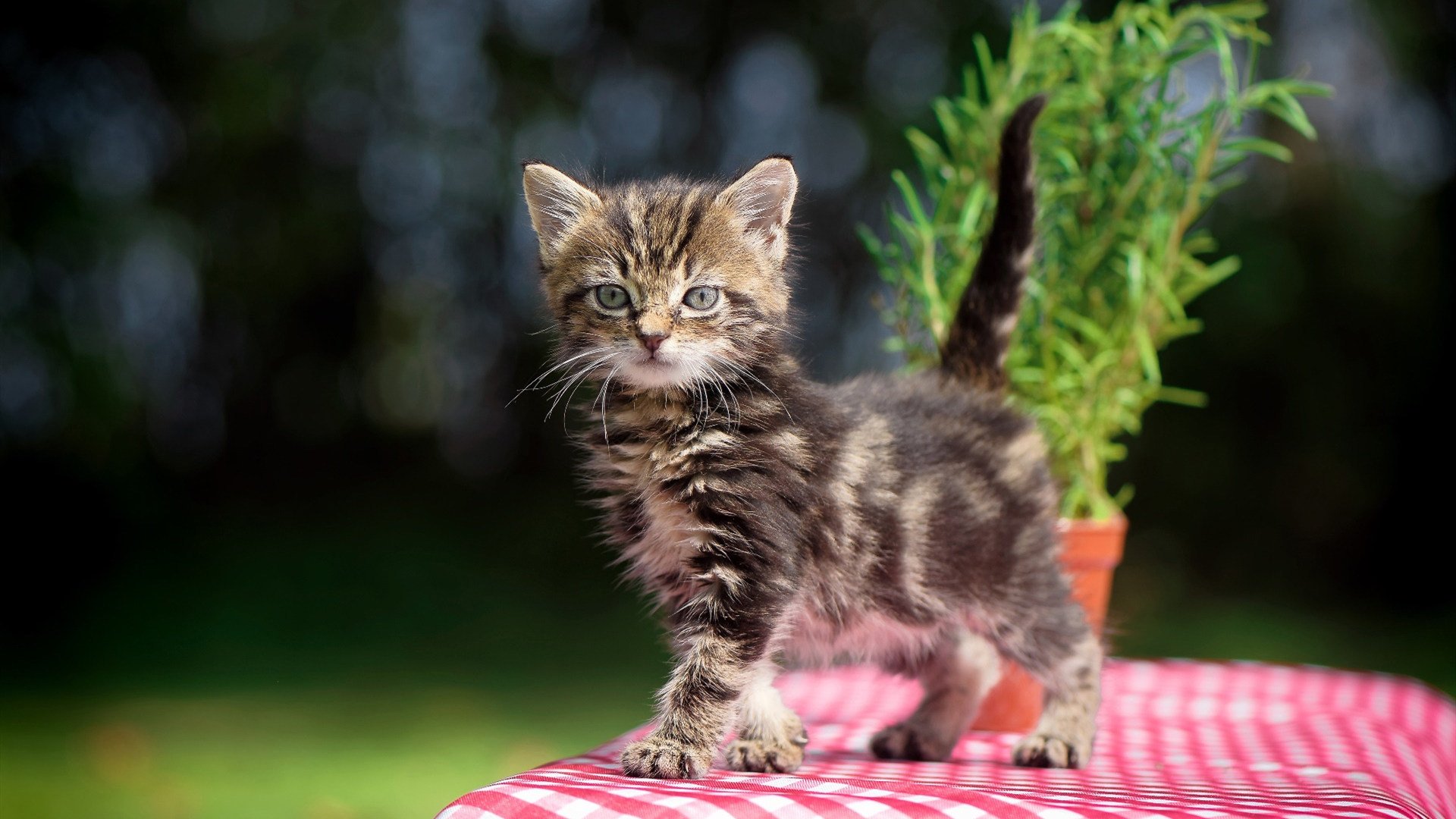 台球赛事中的传奇人物故事，台球名人传记