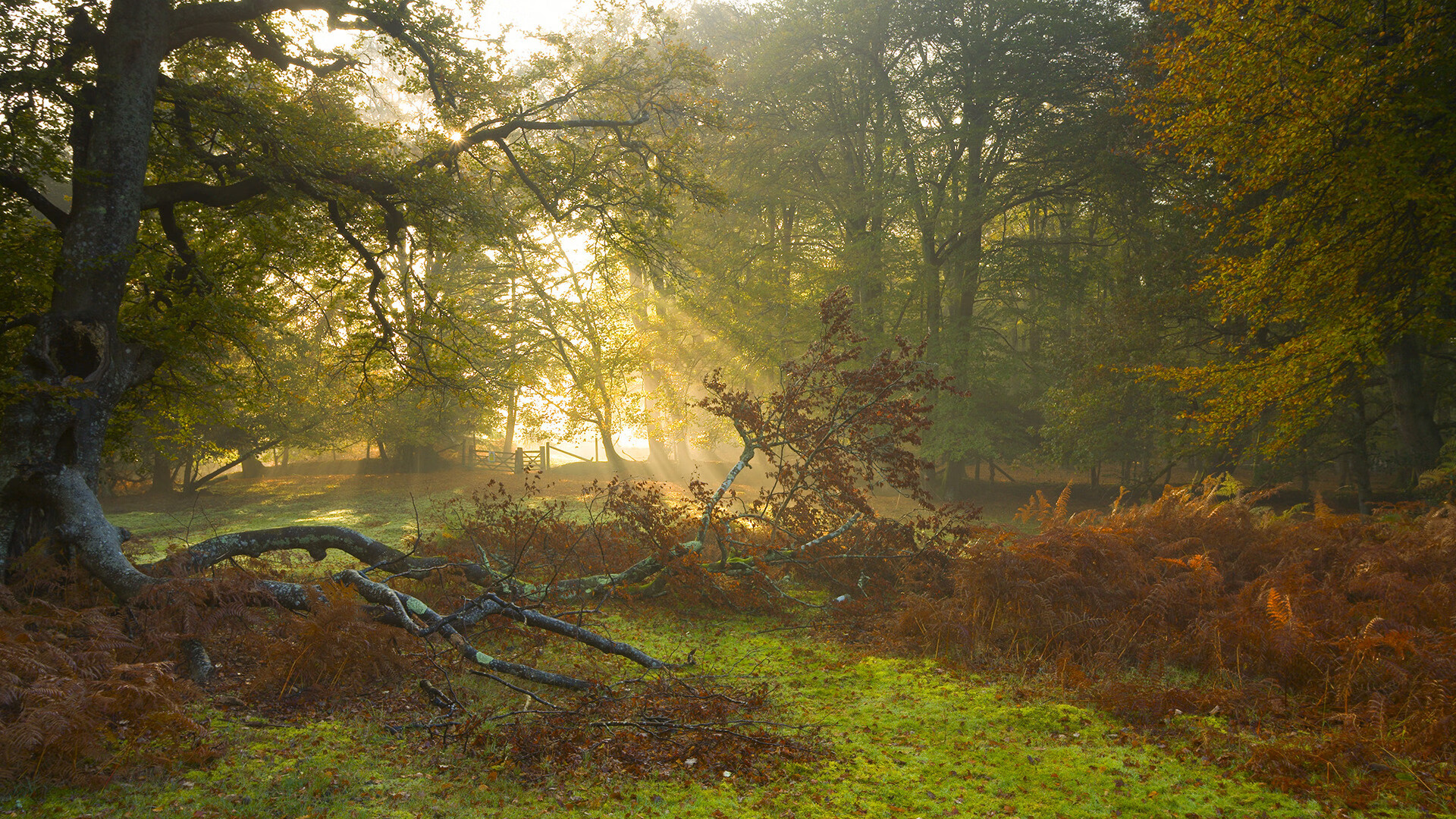 中国足球行业标准化体系不断完善,行业门槛持续提升,足球执行标准