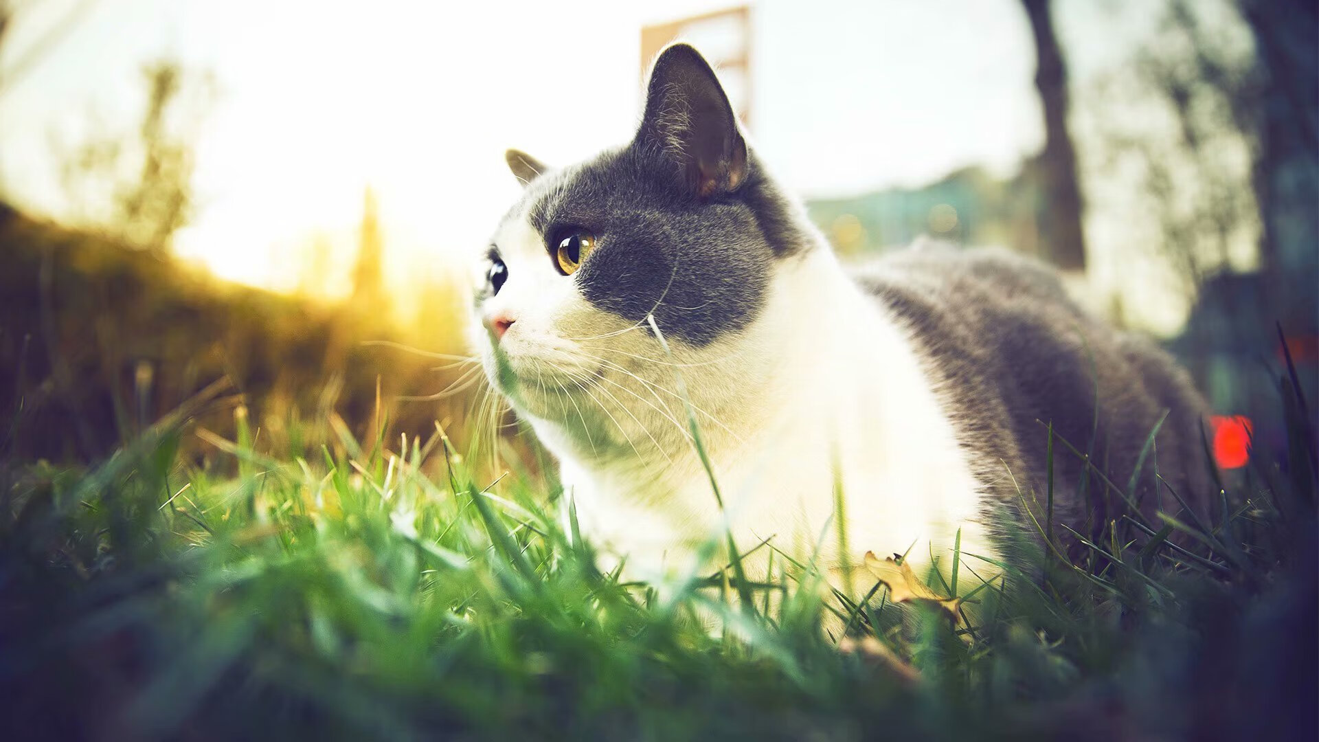 AYX体育官网-夺冠“潜力股”：未来可能加冕冠军的球队，期待夺冠