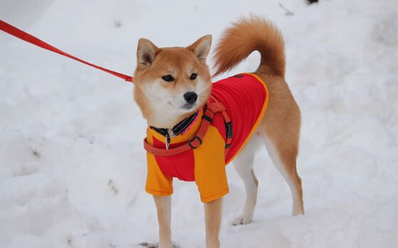 尤文图斯在意甲联赛中排名第四,成功晋级欧冠。,意甲尤文图斯队员名单