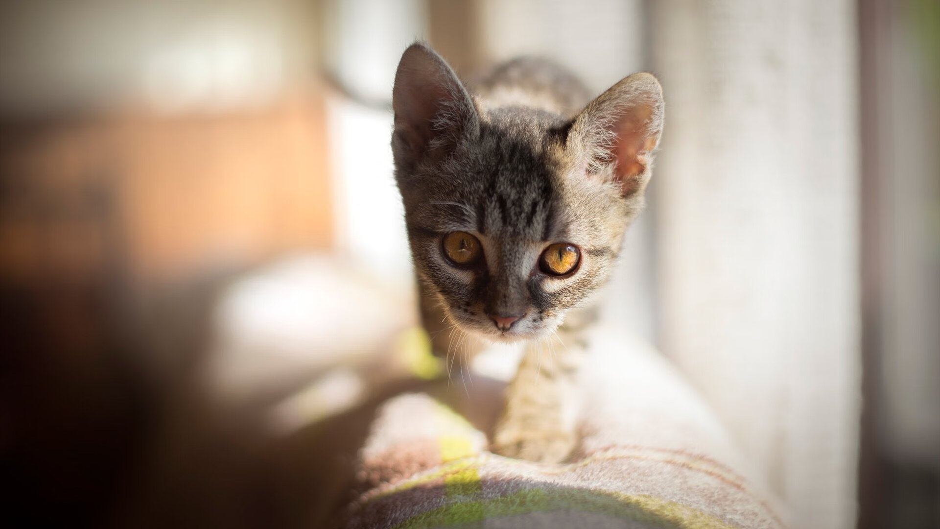 帕尔梅拉斯中场达尼洛转会至英超球队，开启新篇章，帕尔梅拉斯对米内罗竞技比分预测