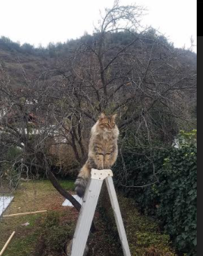 爱游戏中国官方登录入口网站-库里：带领勇士开启“水花奇迹”时代！，库里花心