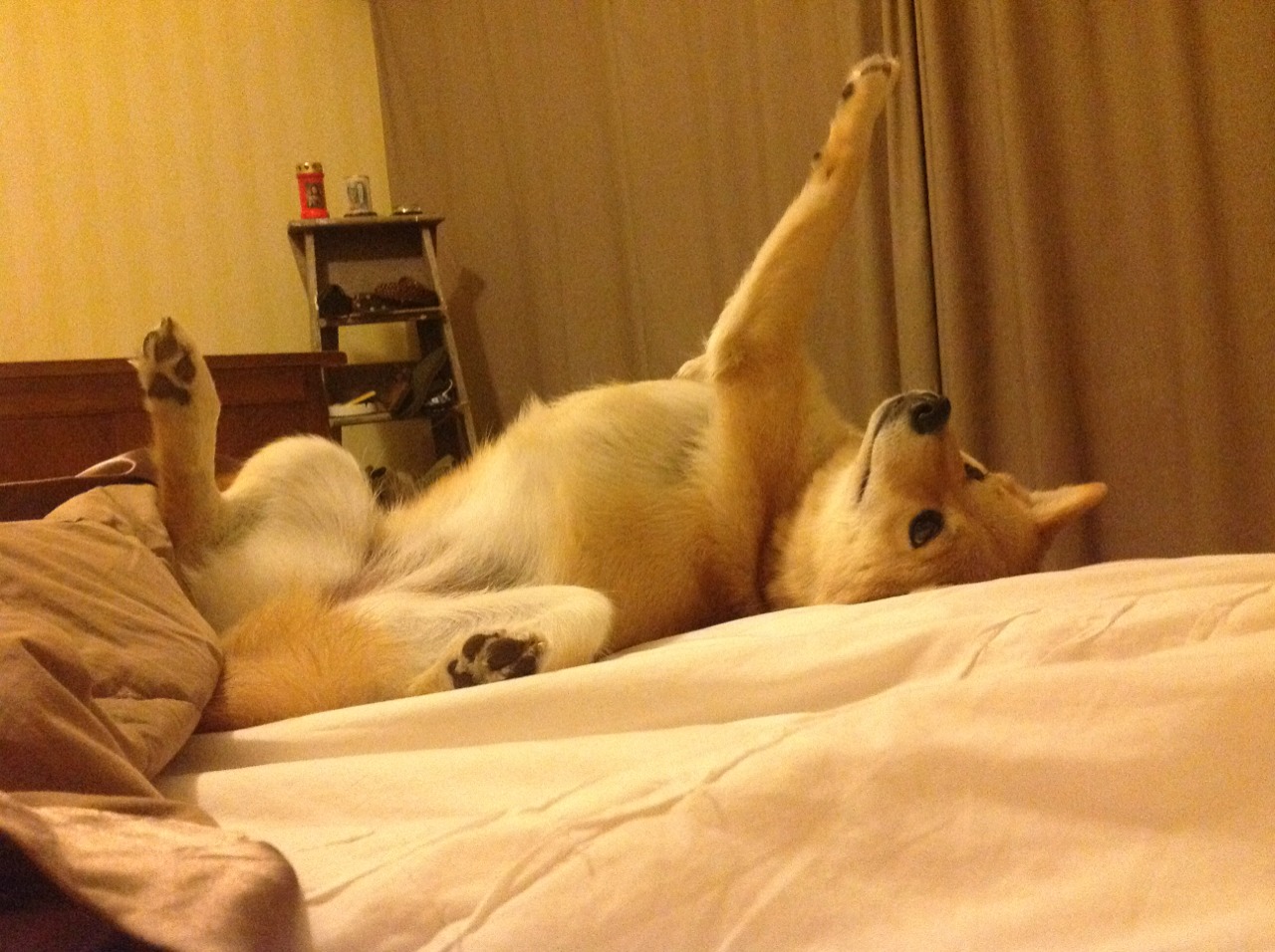 库里：带领勇士开启“水花奇迹”时代！，库里花心