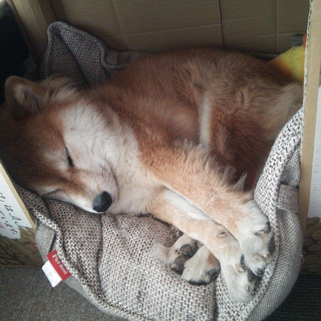 弗朗茨·巴图姆(Nicolas Batum)宣布参加巴黎奥运会,法国队巴图姆