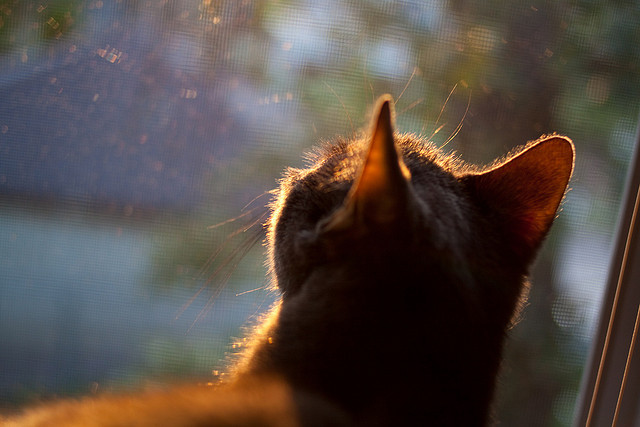 德国羽毛球选手在比赛中展现出顽强拼搏精神,德国羽毛球主教练