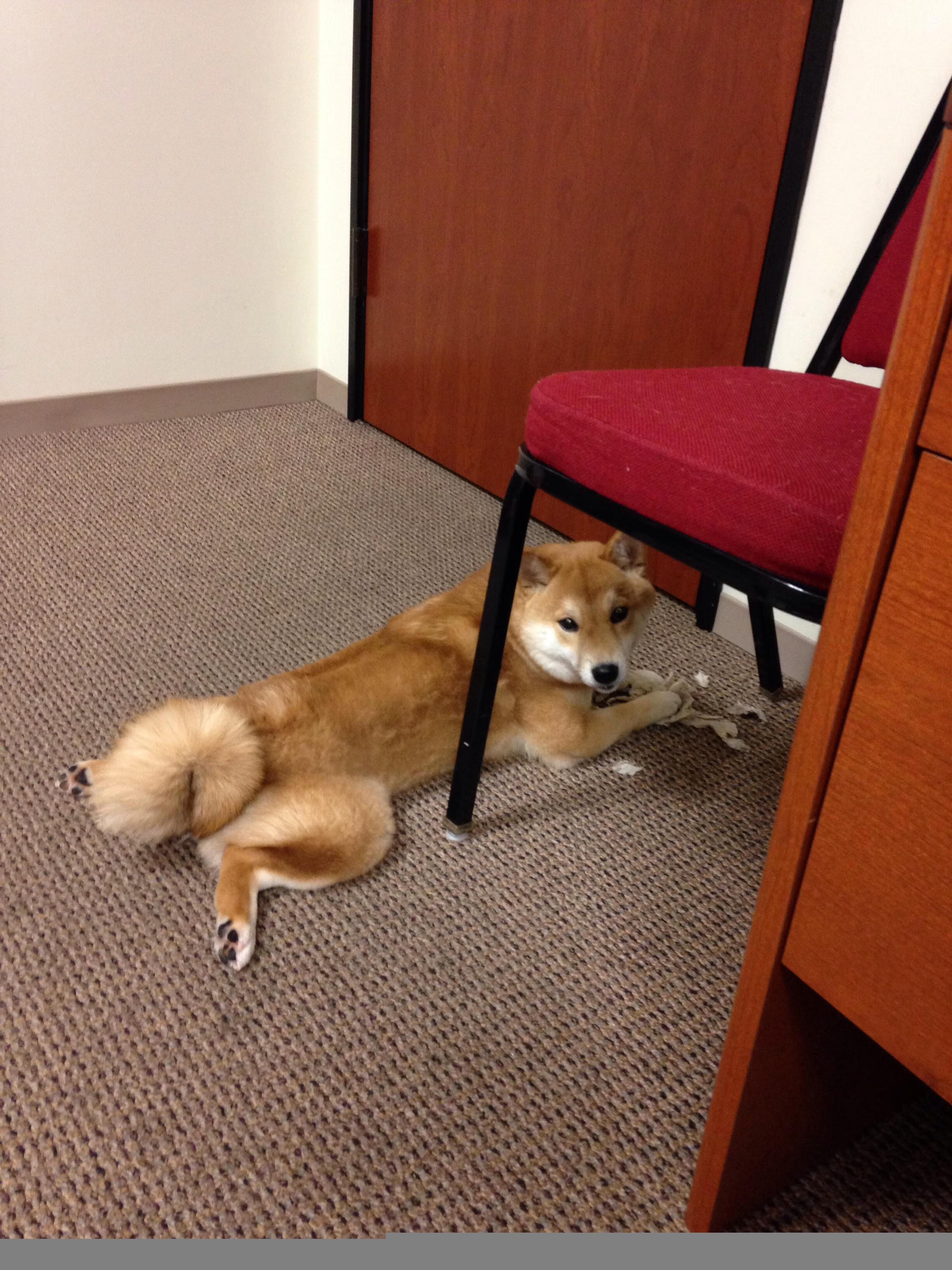 AYX GAMING-法国任命吉鲁伊为巴黎2024奥运会男子反曲弓队主教练，奥运会反曲弓是多少米