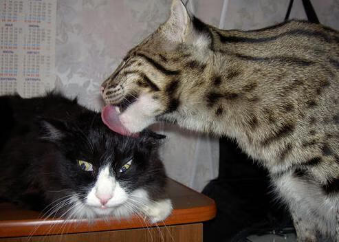 电竞评论员的洞察力：深入分析与独到见解，lol电竞评论员