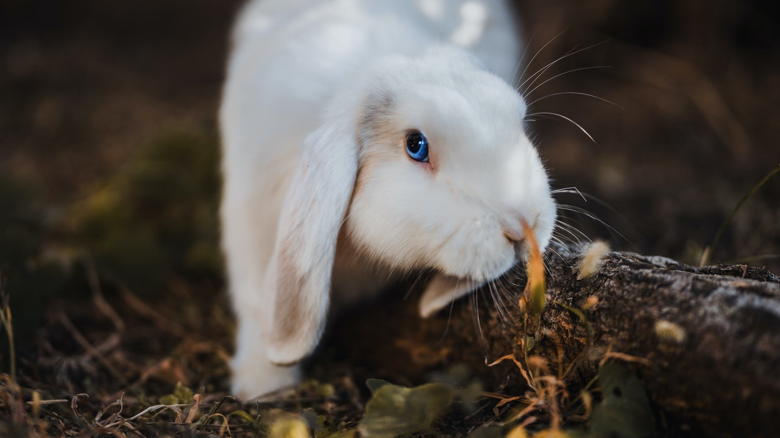 福建队新主场启用，球迷欢聚一堂迎盛事，福建篮球队主场