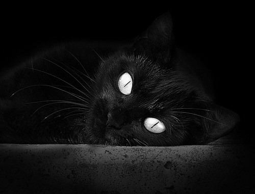 竞技攀岩：挑战攀登新时代，攀岩竞标赛