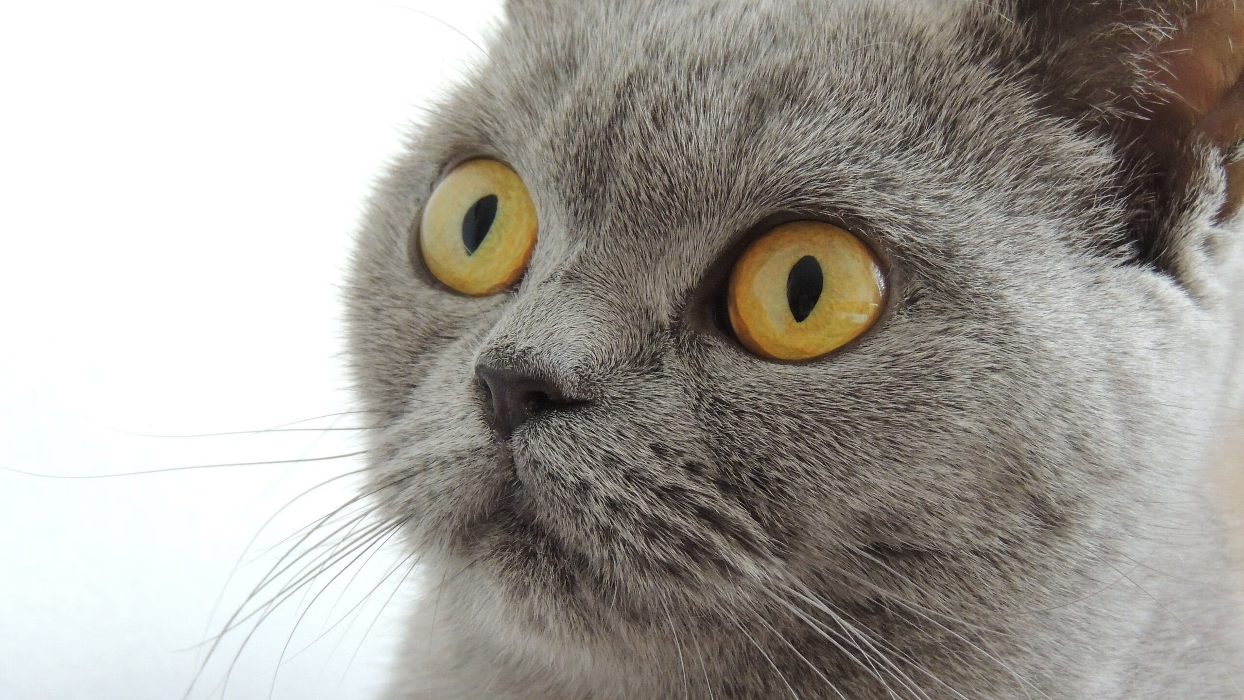 绿军新援亮相即有爆发,球队士气提升,绿军最新阵容