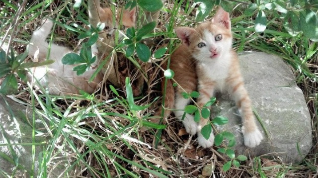 上海海港球员转会动态,上海海港球队