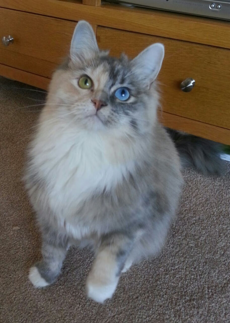 一支实力强劲的球队在比赛中轻松获胜,面对这么多的困难,球队怎么能赢得比赛呢_