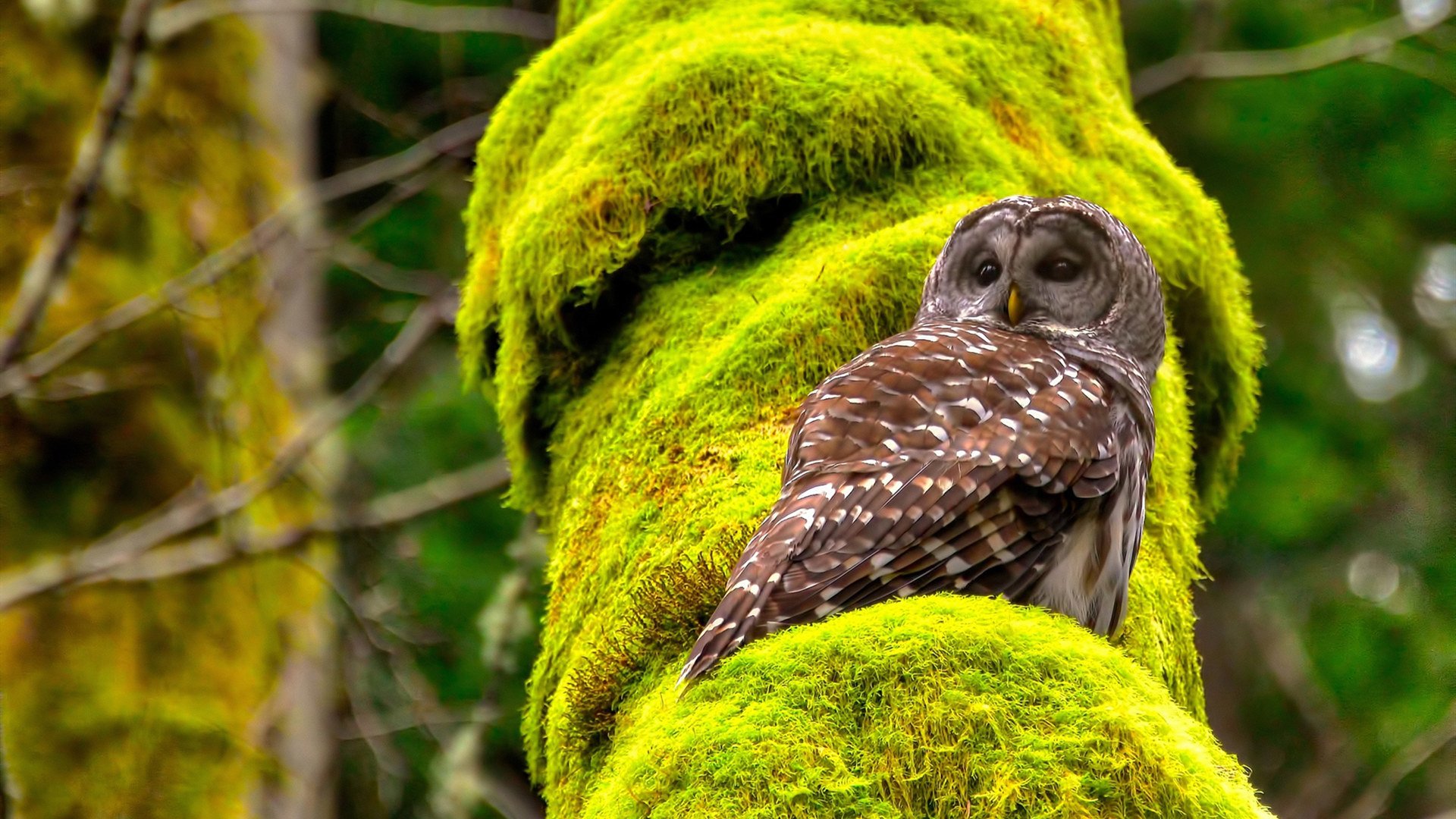 费城76人恩比德再次“30+”,成季后赛焦点!,费城76人主力