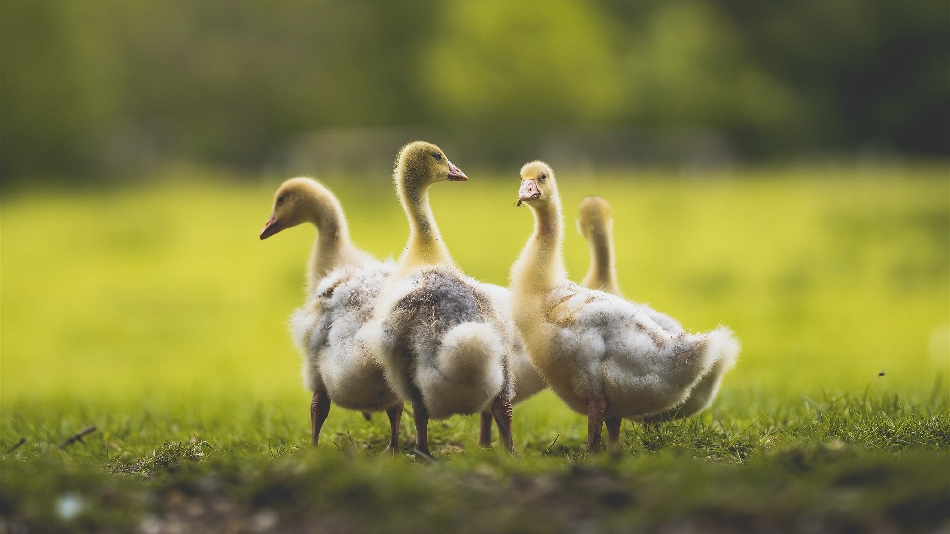 墨尔本联年轻力量不断涌现，墨尔本球星