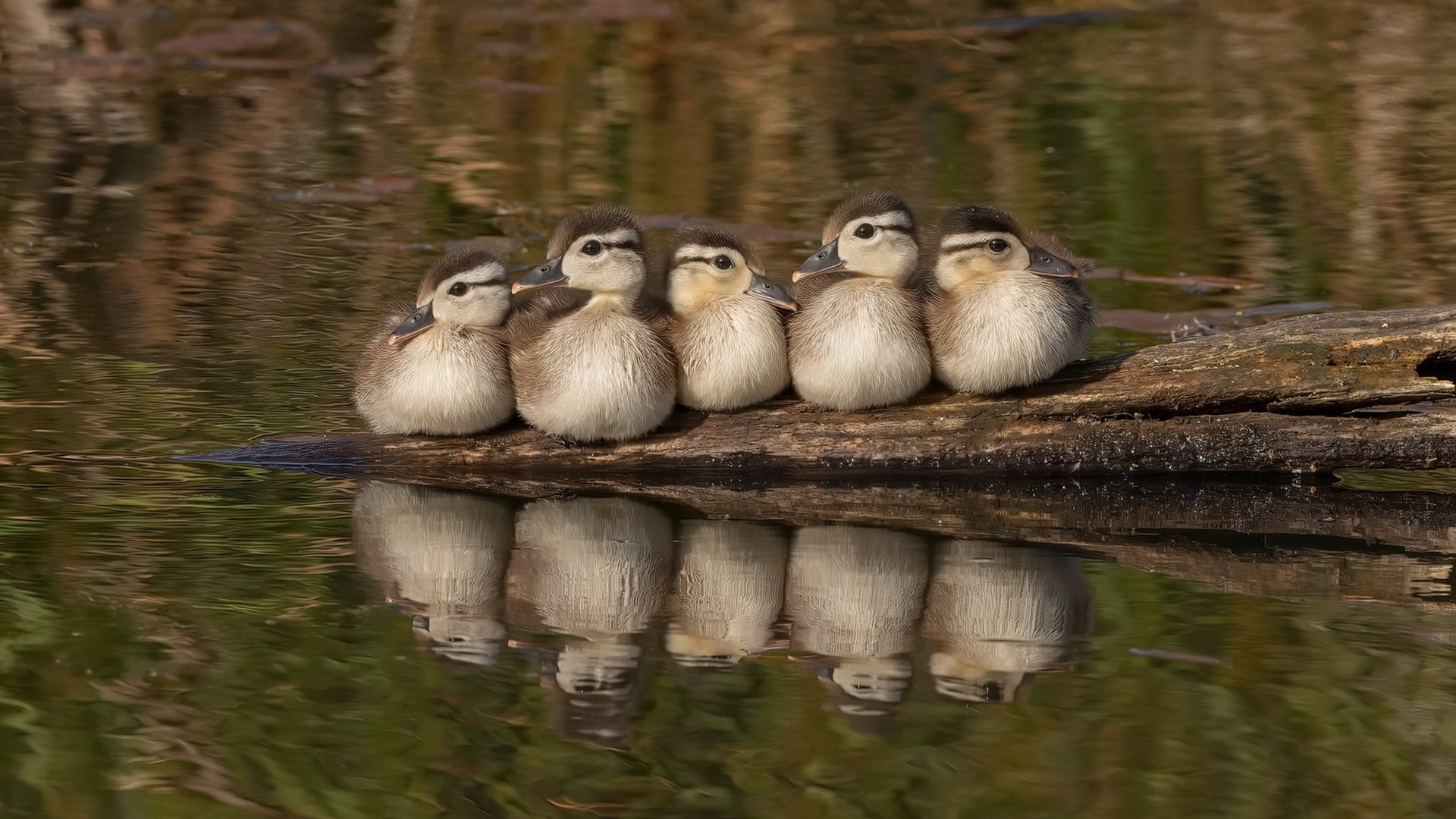 巴西女足队迎战强敌，备战全国锦标赛，巴西女足被淘汰