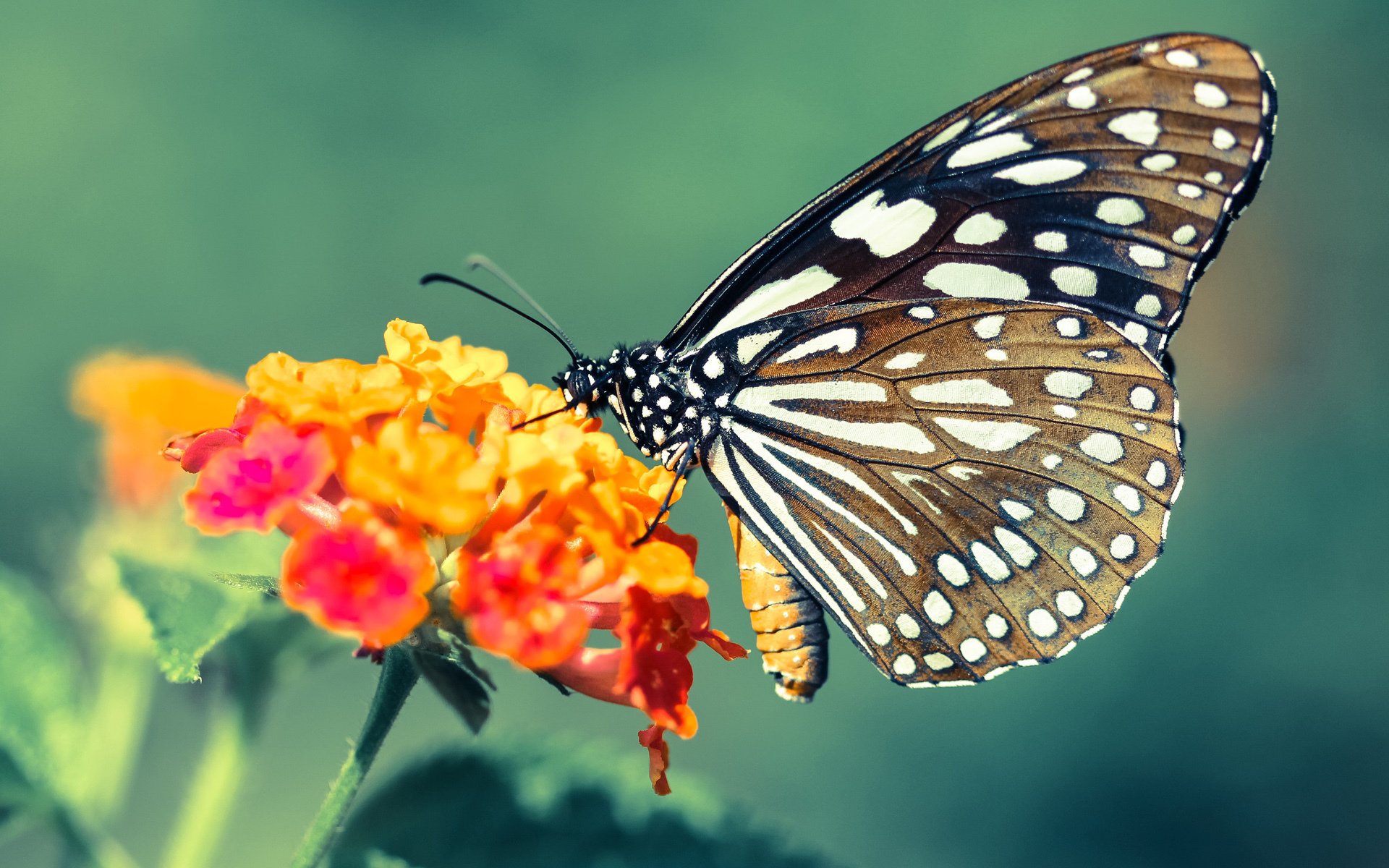 上海海港锋线火力强劲,上海 海港