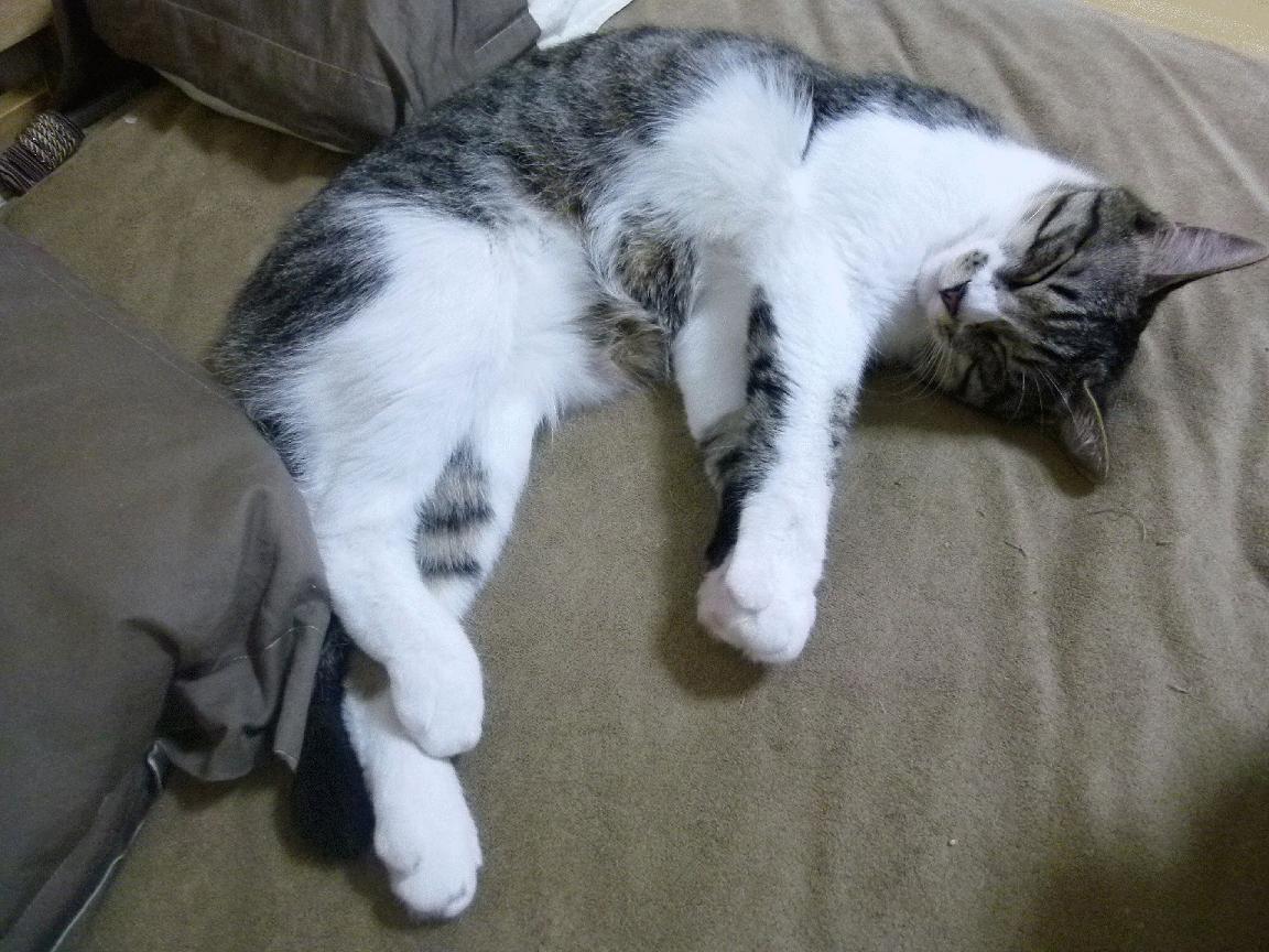 法国战胜英格兰队，挺进欧国盃四强，欧洲杯法国队vs英格兰队