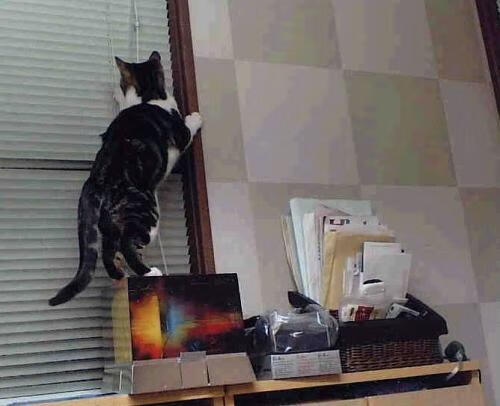 球场明星惊艳登场,展现个人魅力,球场明星惊艳登场,展现个人魅力英语