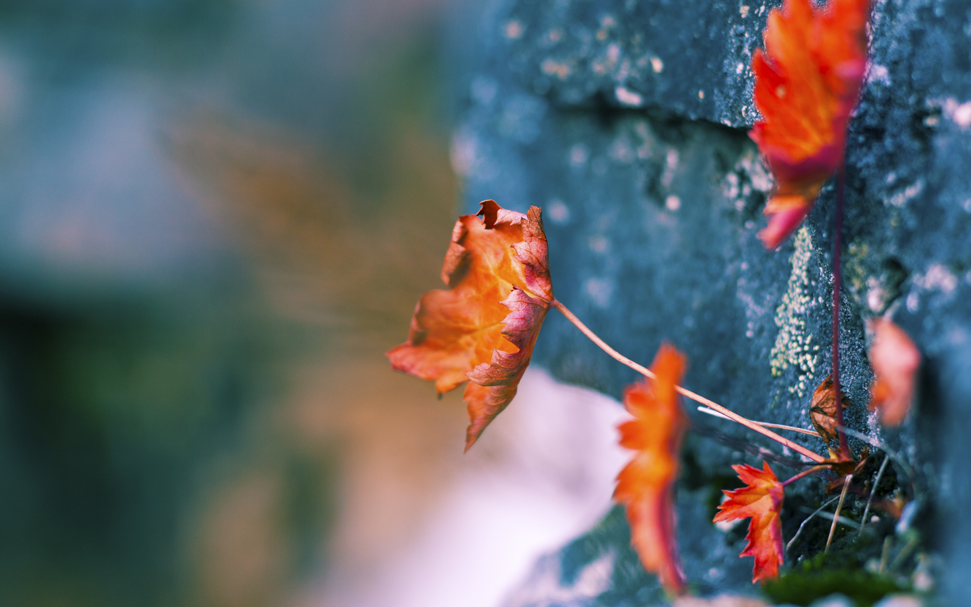 瓜达拉哈拉球员转会动态，市场引援活跃，瓜达拉哈拉对利昂