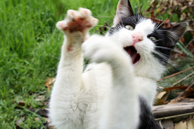 冰面带球狂奔60米，伊朗10号球员一战封神，伊朗队10号