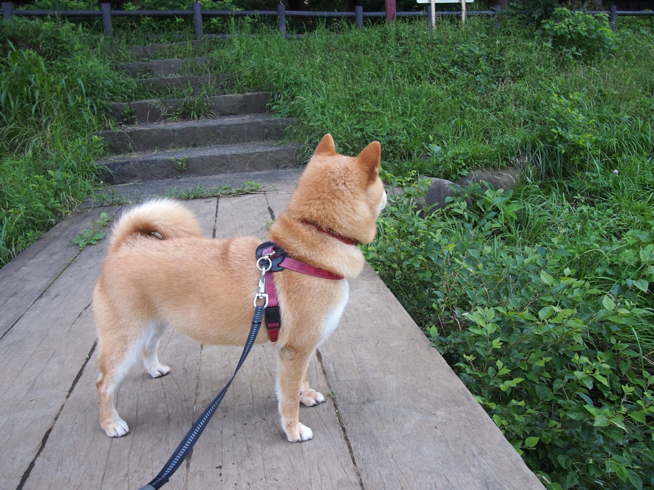 国家队战术体系是否过于依赖对手策略变化，国家队战斗方式