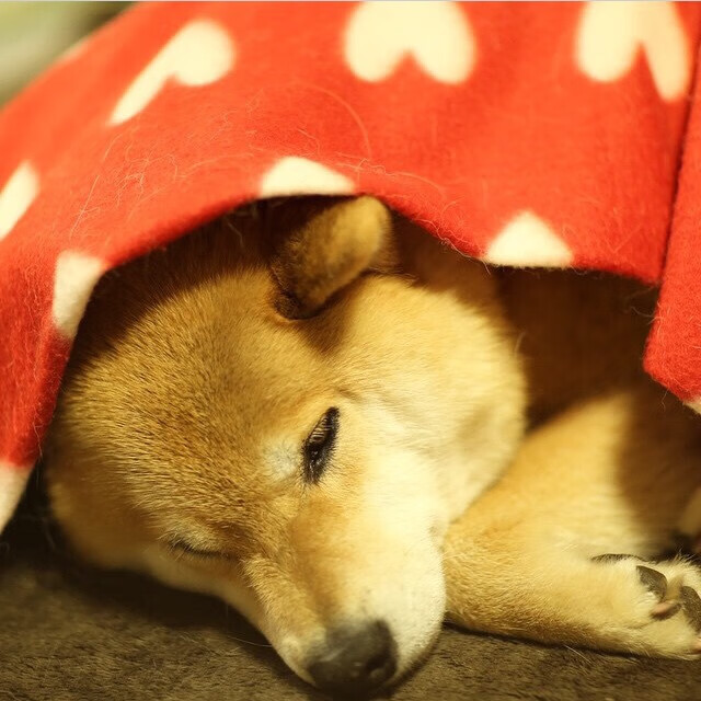 AYX GAME-国际滑雪联合会公布新赛季赛程，国际滑雪联合会成立