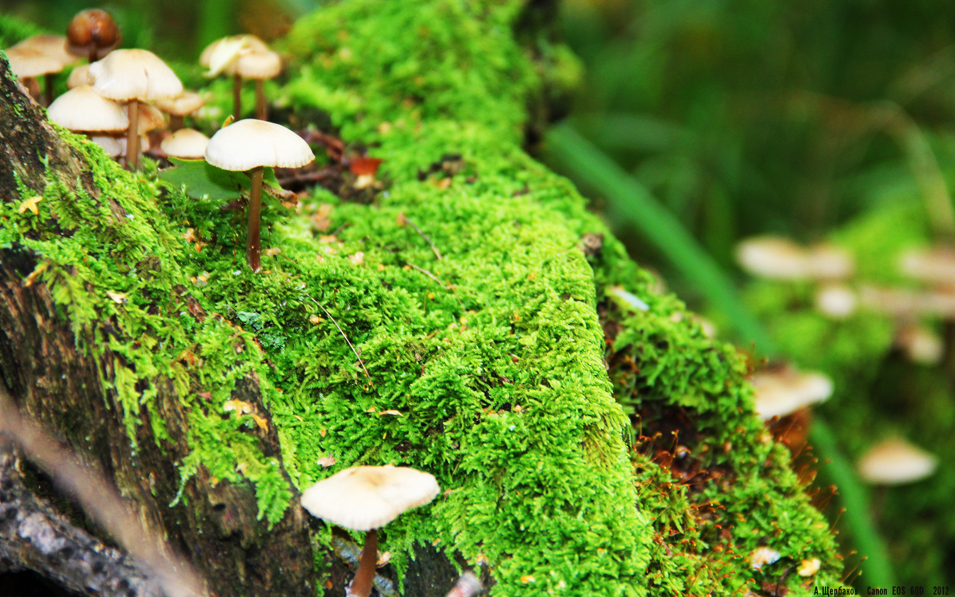 爱游戏体育（AYX）官方APP下载-塞尔维亚对阵匈牙利，欧洲国家联赛强者争霸，塞尔维亚和匈牙利交界的城市