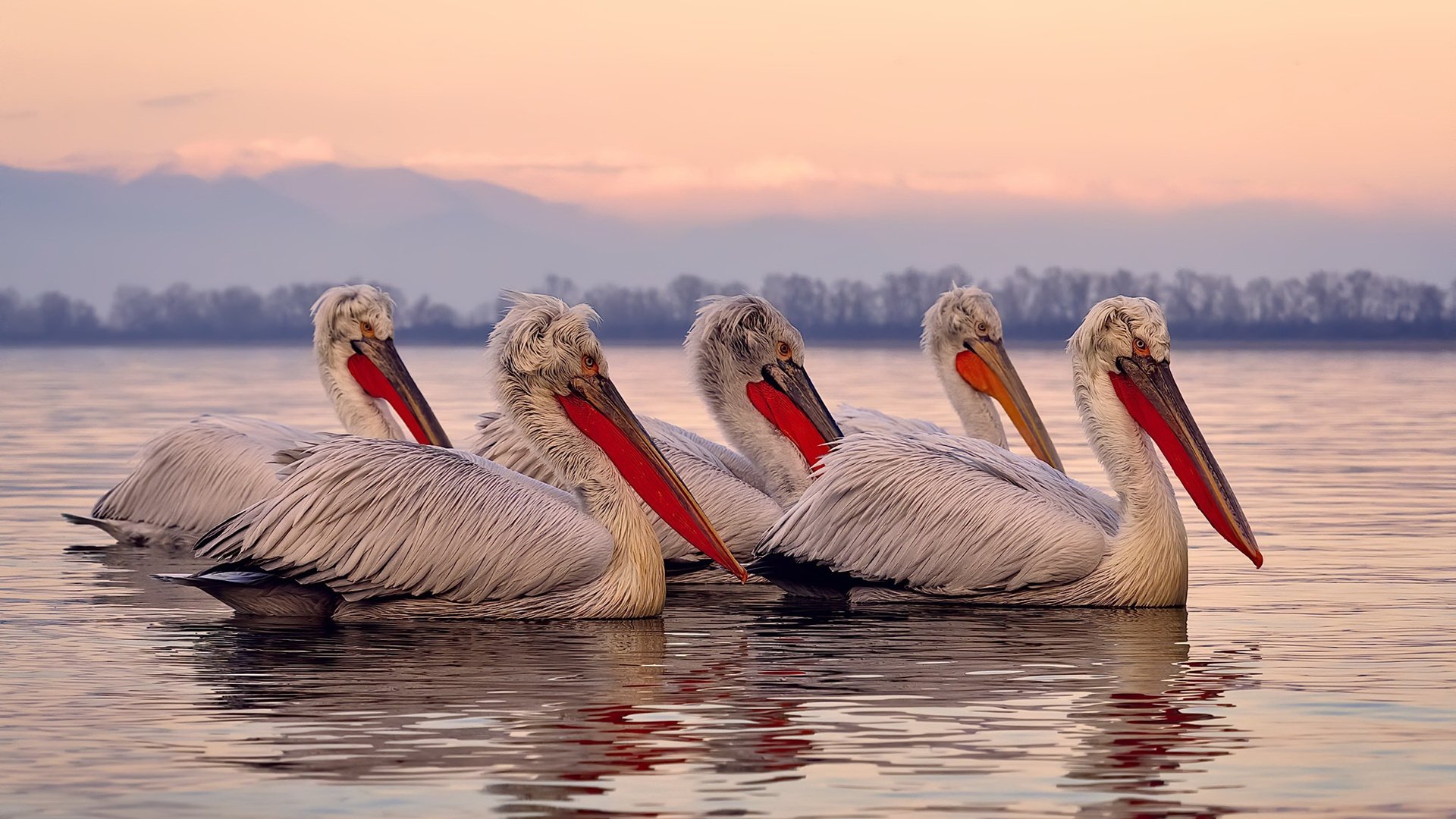 巴萨再胜，梅西连场破门，势不可挡，巴萨宣布梅西