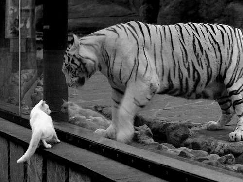 爱游戏体育平台-“武汉马拉松：全球选手争锋，冠军的悬念渐浓”