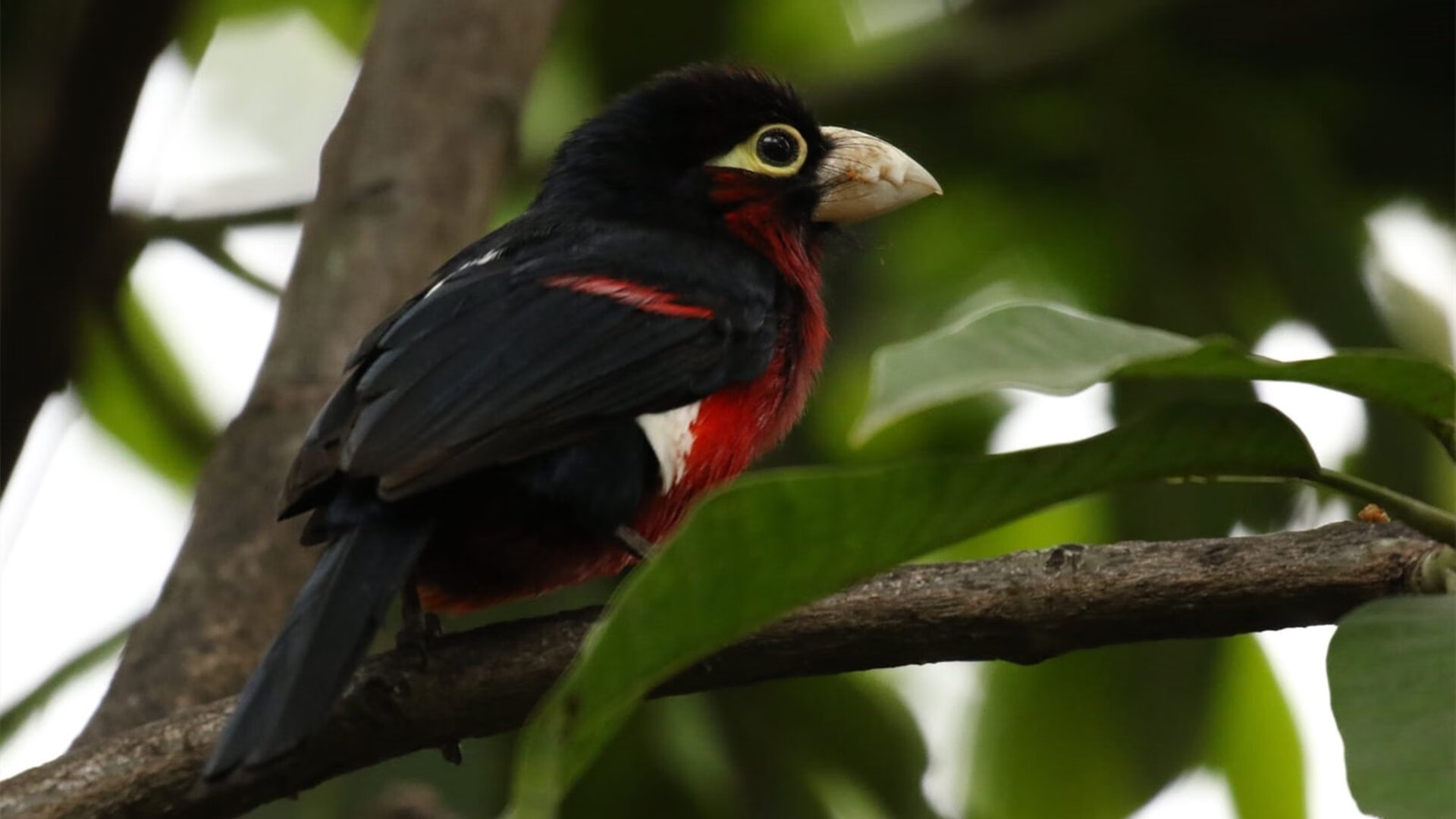 中国女篮技术动作日趋规范，女篮战术技巧
