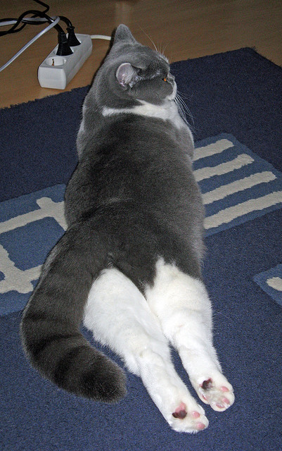 摩洛哥队在巴黎奥运会男足比赛中以3-0击败伊拉克,摩洛哥足球队主力