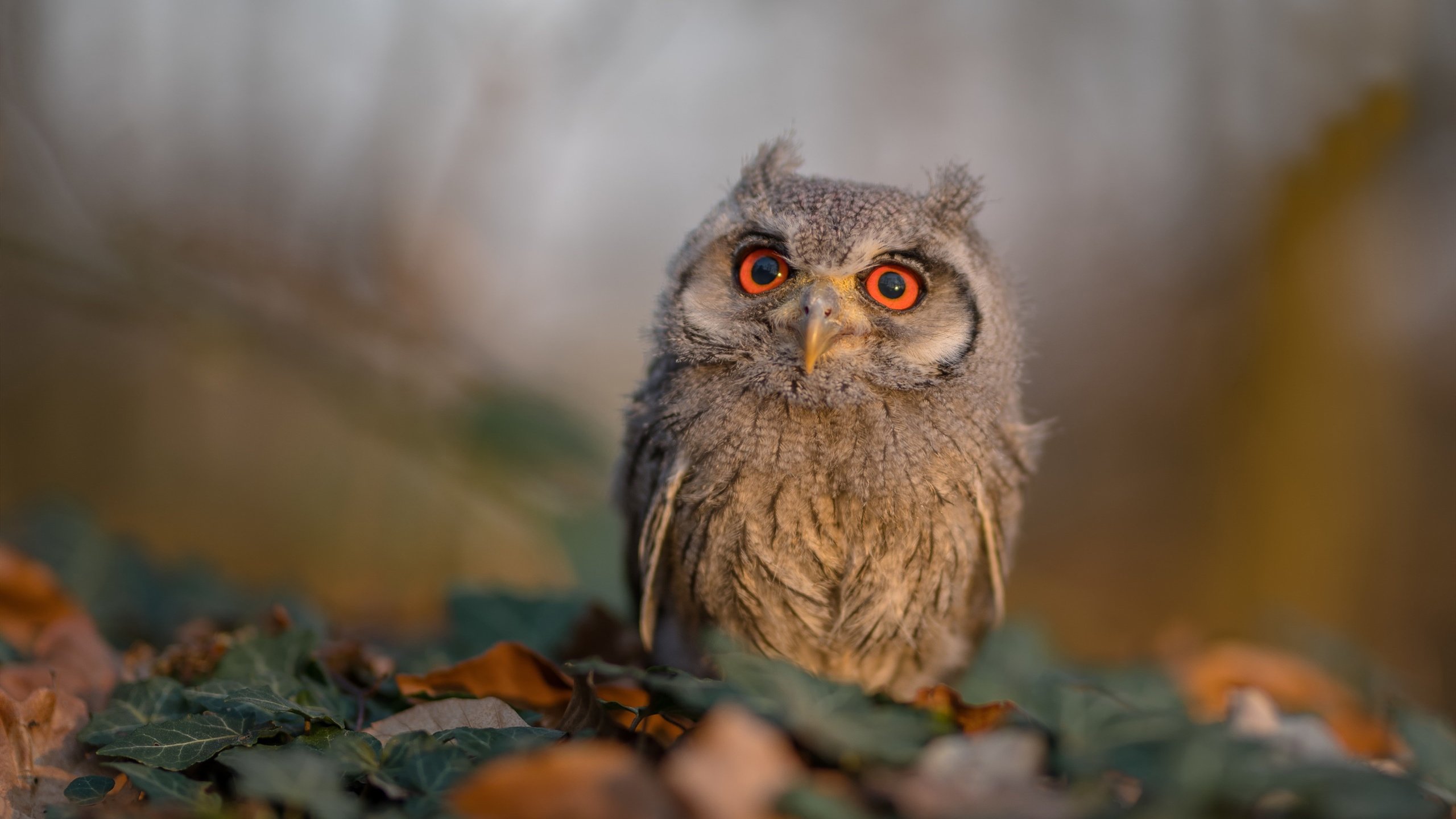 国际米兰全队协同形成高效防守结构，国际米兰 训练