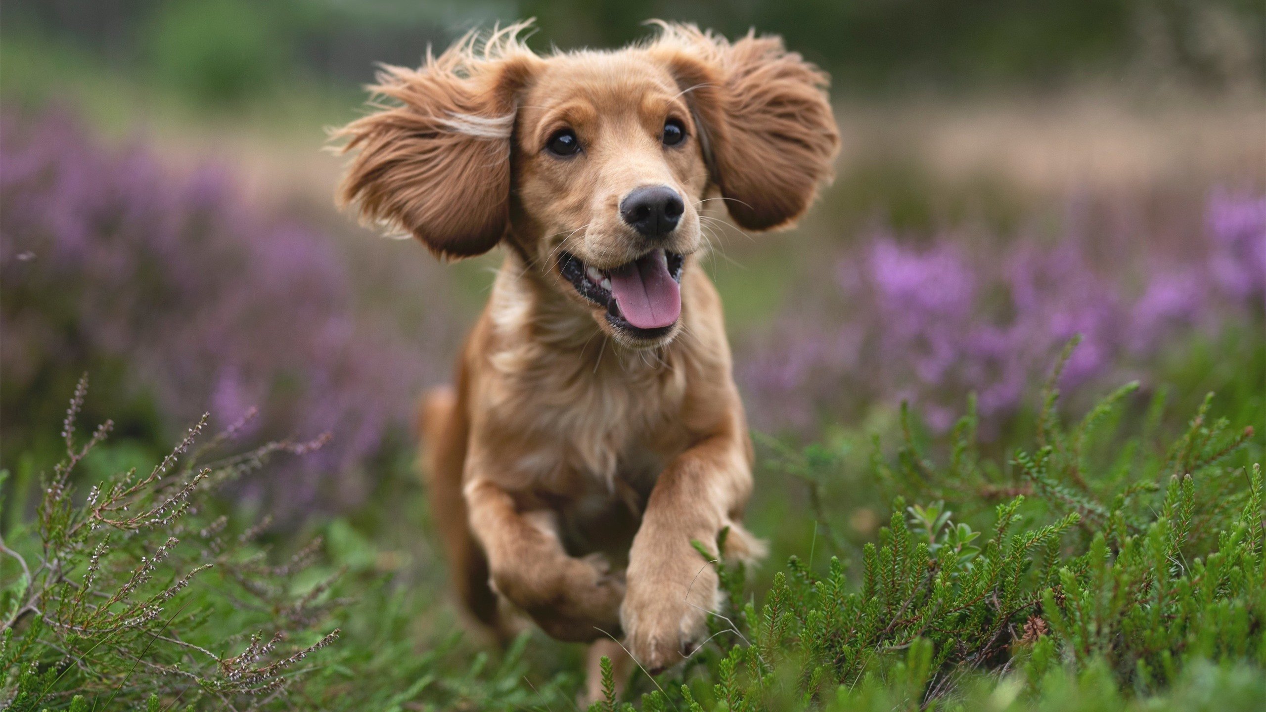 中国足球年度最佳阵容预测报告，中国足球队最佳阵容