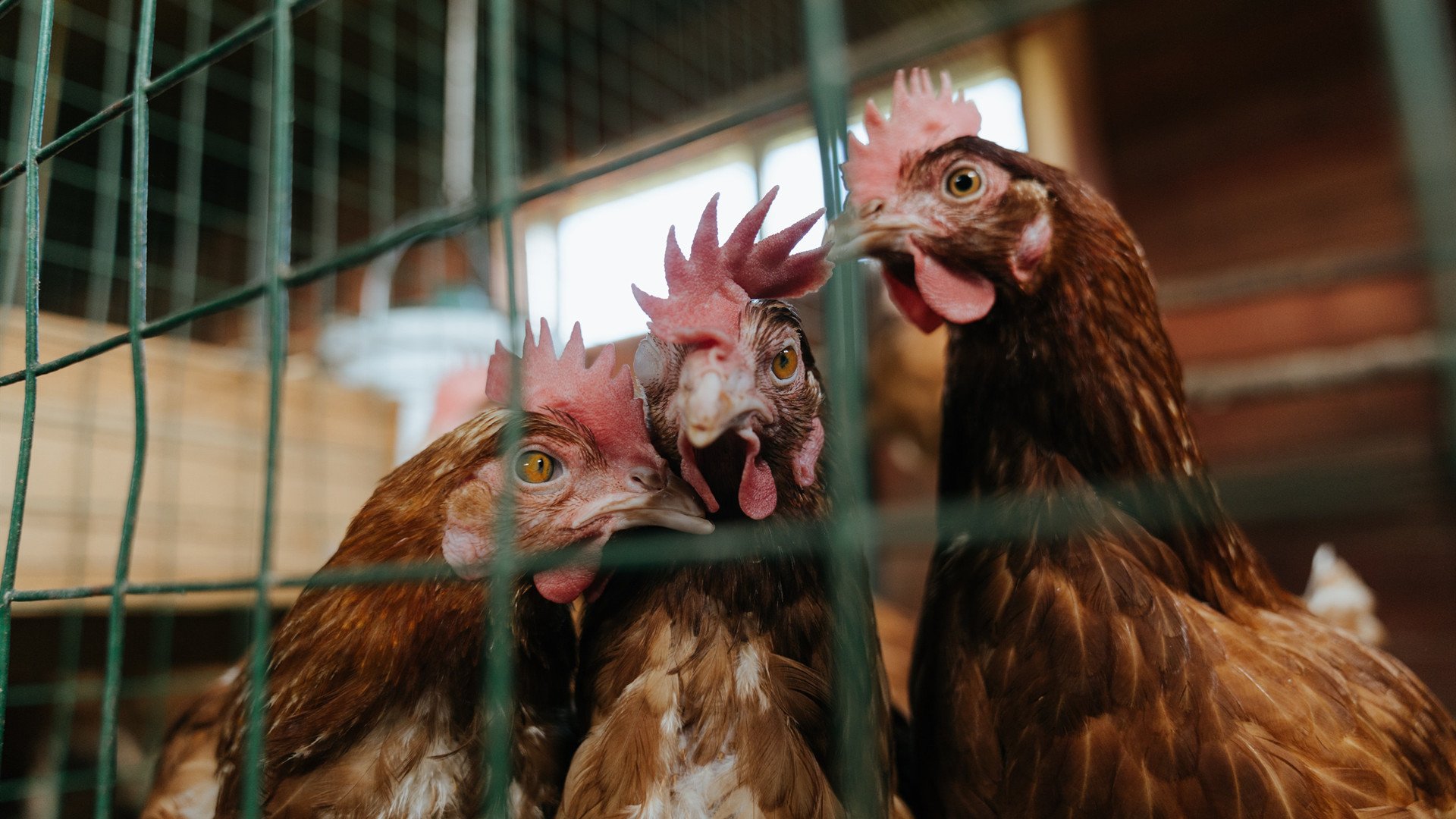 中国篮球加强数据分析应用提升比赛战术研究深度，篮球数据分析报告