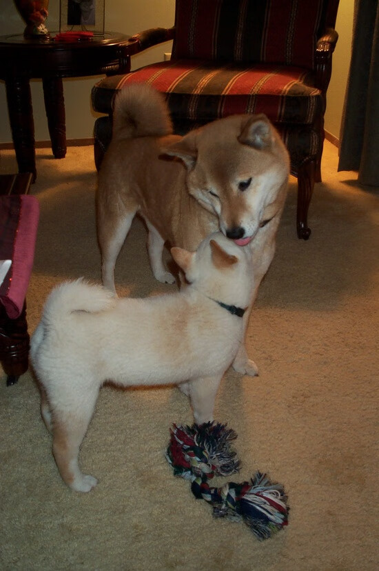 乌干达男篮在非洲锦标赛中力争突破,体育发展快速