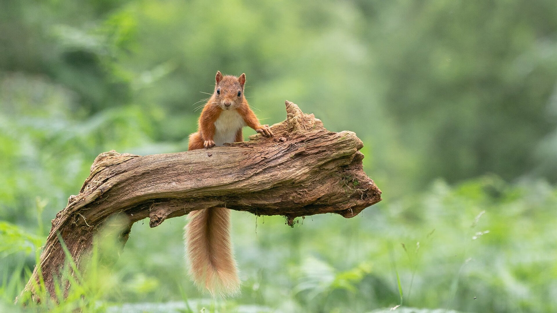 意甲青训引入心理韧性训练提升球员抗压能力，意甲身体对抗