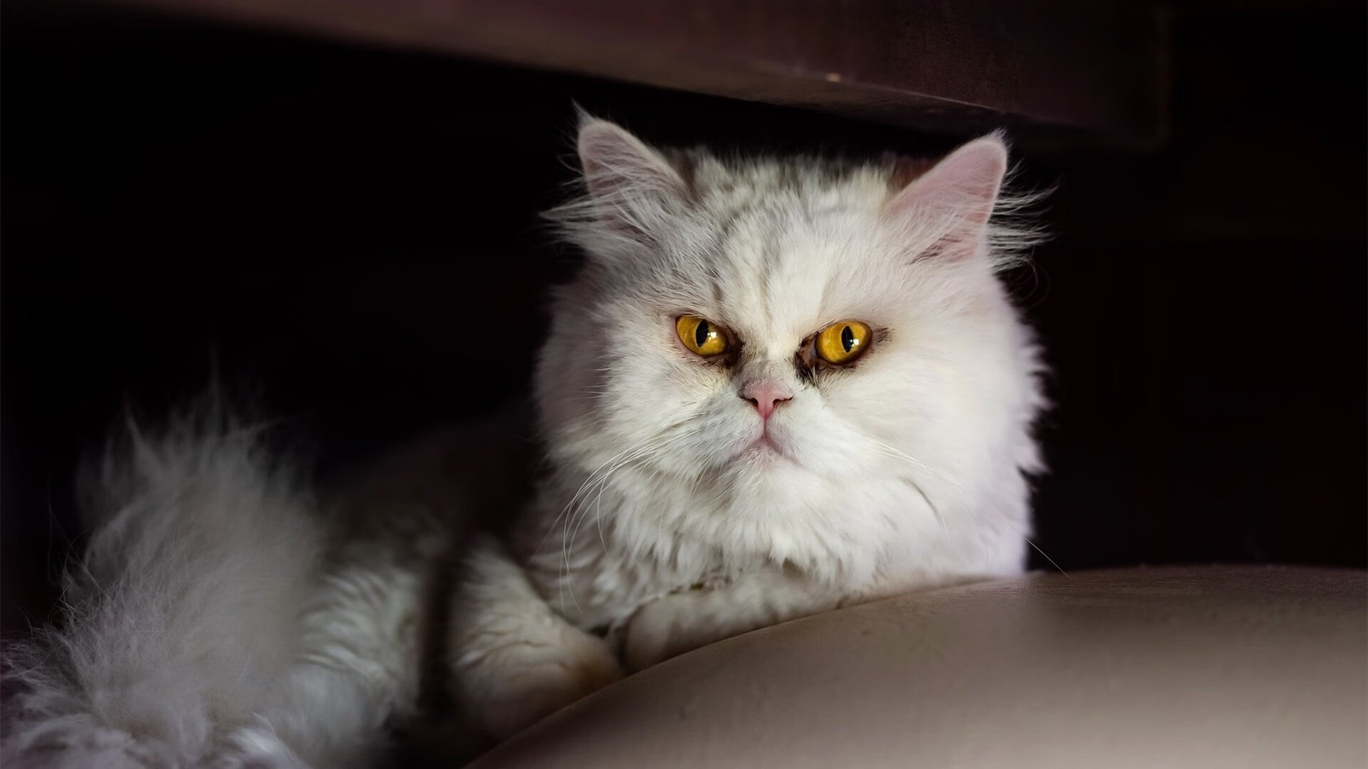 赛季最大悬念：谁能突破传统俱乐部的霸主地位，赛季俱乐部号码