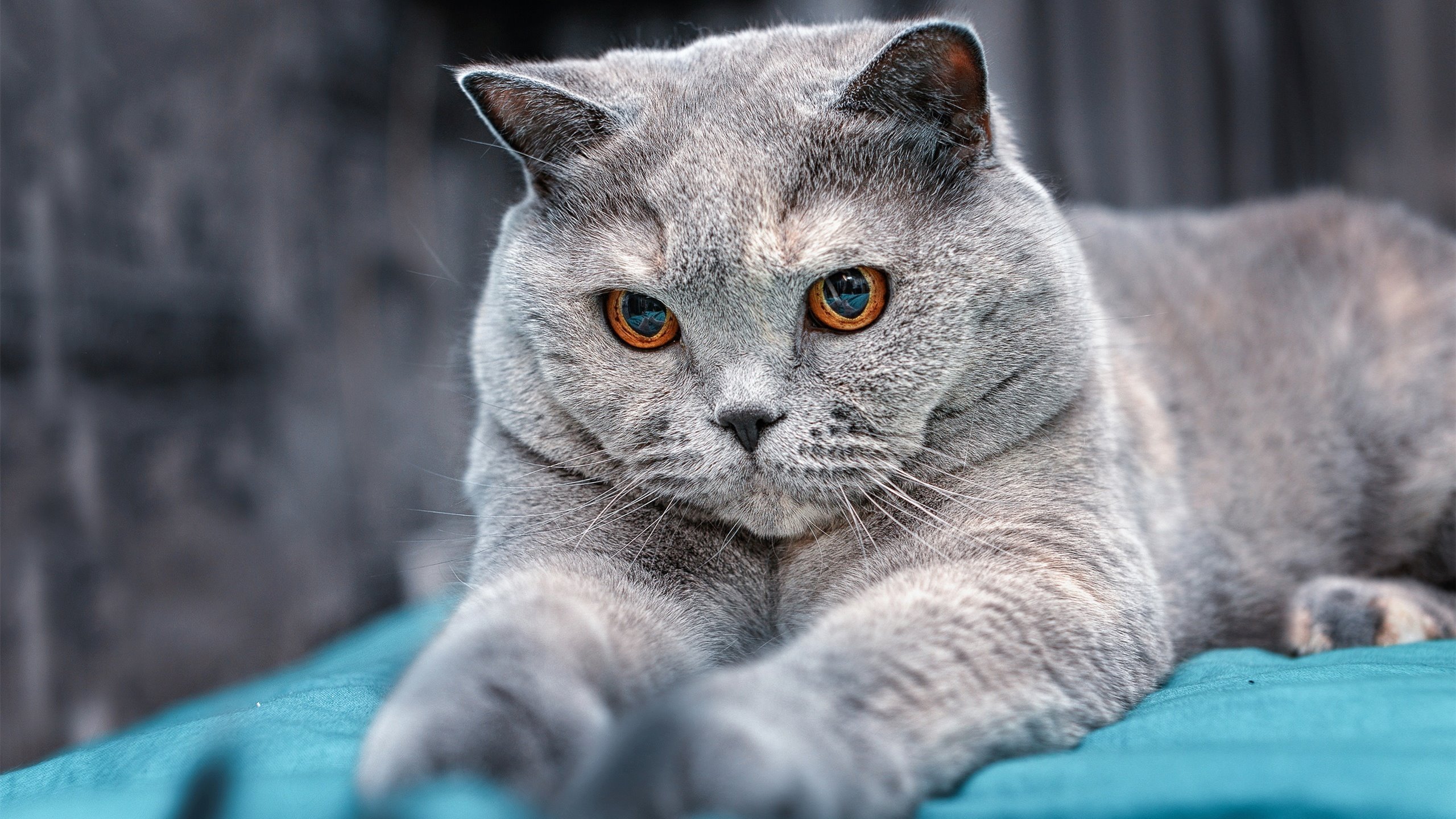 世界杯中国青年队爆冷 球迷反思战略布局，这场世界杯中国队