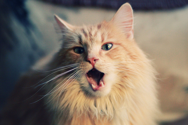 爱游戏中国官方网站平台-雷霆替补阵容打出强势表现冲击首发位置，雷霆现有阵容