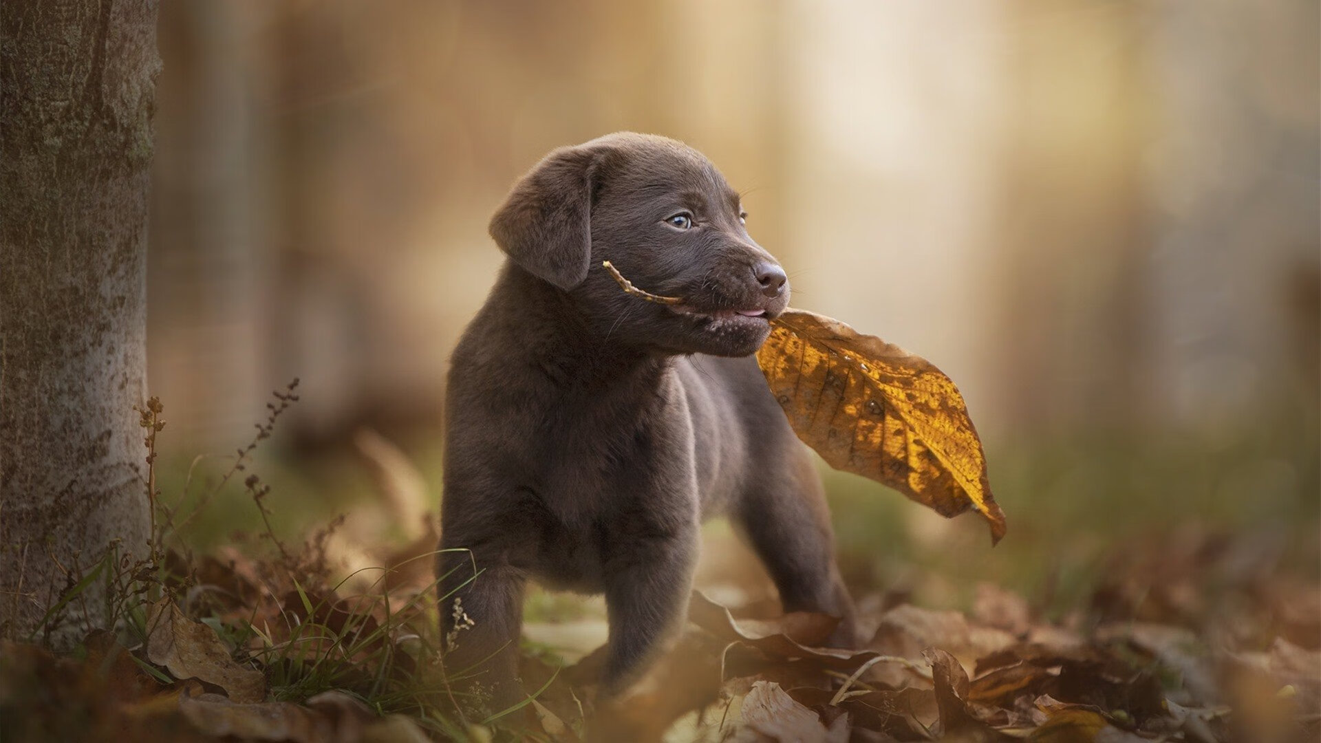 体育新闻中心启动体育多模态内容生态升级工程,体育新闻介绍