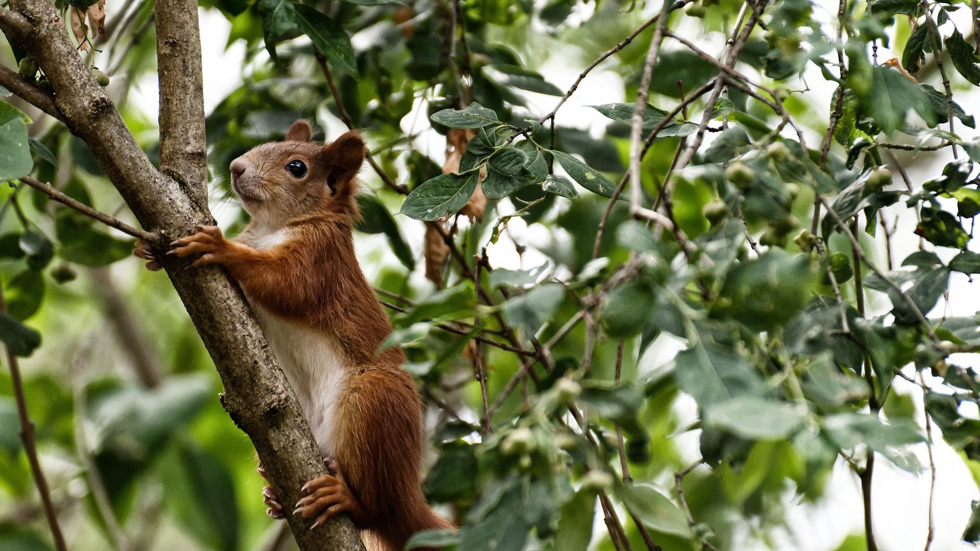 爱游戏 电竞-国际乒联混合团体世界杯：澳大利亚队能否迎来更强劲的表现，澳大利亚 乒乓球 lay