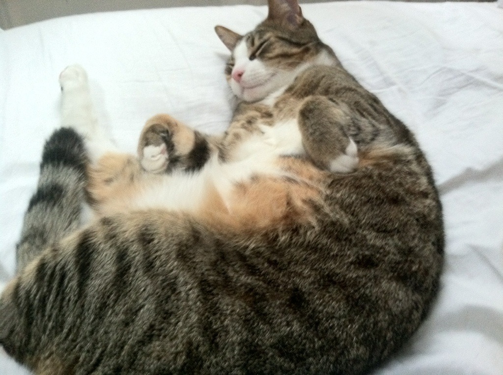 爱游戏体育平台-国际乒联混合团体世界杯：聚焦中国香港队的表现与经验，香港队乒乓球比赛